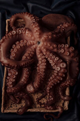 Close up of octopus