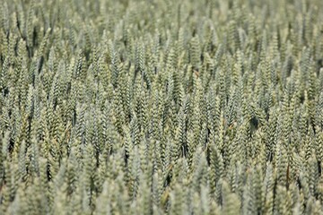 Wheat field