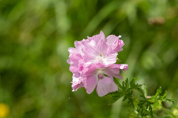 Close up of musk mallow (malva moschata) flowers
