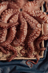 Close up of octopus tentacles © Oriana Koren