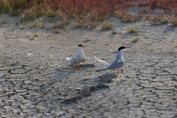 Common Tern Sterna hirundo in a typical coastal habitat
