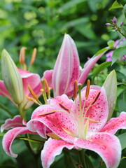 Fototapeta premium Closeup of pink Tiger Lily