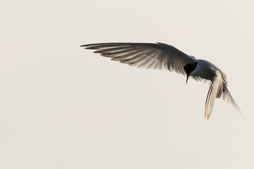 Common Tern Sterna hirundo in a typical coastal habitat