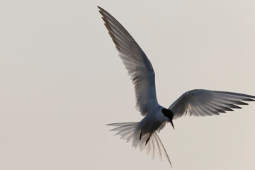 Common Tern Sterna hirundo in a typical coastal habitat