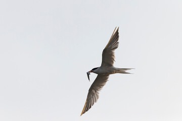 Common Tern Sterna hirundo in a typical coastal habitat