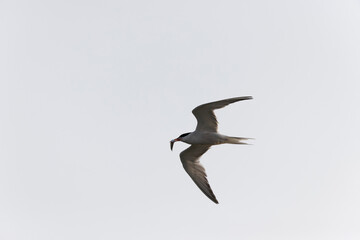 Common Tern Sterna hirundo in a typical coastal habitat