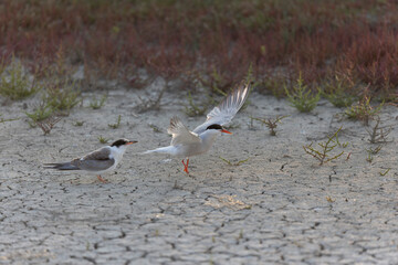 Common Tern Sterna hirundo in a typical coastal habitat