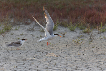 Common Tern Sterna hirundo in a typical coastal habitat