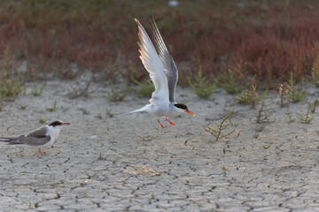 Common Tern Sterna hirundo in a typical coastal habitat