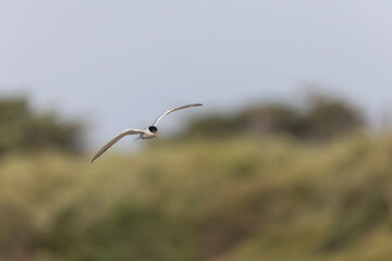 Common Tern Sterna hirundo in a typical coastal habitat