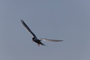 Common Tern Sterna hirundo in a typical coastal habitat