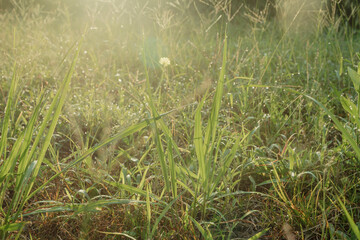 Dew on rice stalks in a rice paddy