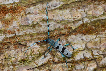 Rosalia longicorn (Rosalia alpina) in natural habitat