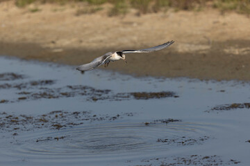 Common Tern Sterna hirundo in a typical coastal habitat