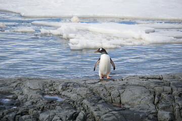 Gentoo Penguin in Antarctica