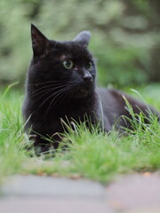 black cat on grass
