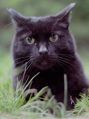 black cat on grass