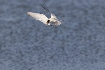 Common Tern Sterna hirundo in a typical coastal habitat