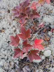 autumn leaves on the ground