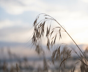 reed on the background of the sky at sunset
