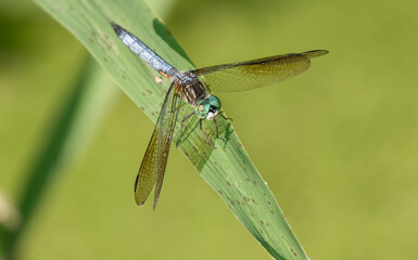 blue dragon fly has landed on a leaf nearby