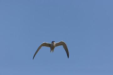 Common Tern Sterna hirundo in a typical coastal habitat