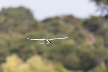 Common Tern Sterna hirundo in a typical coastal habitat