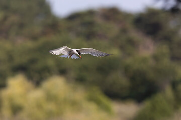 Common Tern Sterna hirundo in a typical coastal habitat