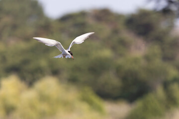 Fototapeta premium Common Tern Sterna hirundo in a typical coastal habitat