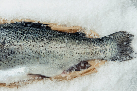 Close up of trout tail on kosher salt