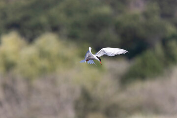 Common Tern Sterna hirundo in a typical coastal habitat