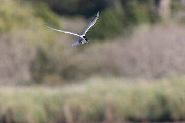 Common Tern Sterna hirundo in a typical coastal habitat