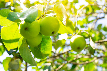 Young green apples of the White filling variety, ripen on a tree branch on a sunny summer day.