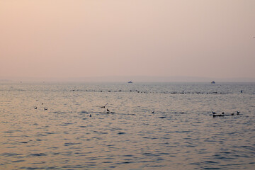 Obraz premium Film grain effect. Seagulls on the water and evening sunset.