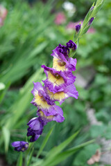 gladiolus flowers, violet-yellow. close-up. spring garden
