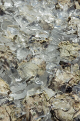 Oysters on ice
