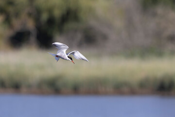 Fototapeta premium Common Tern Sterna hirundo in a typical coastal habitat