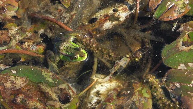 Close up shot of wild frog relaxing on water surface during sunny day in pond.