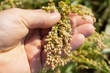 Ripe millet crops in the fields in the hands of a farmer.