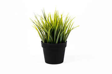 Green grass in a black pot on a white background
