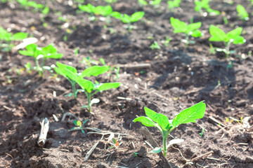 Sunflower plantation , agricultural field in the spring season 