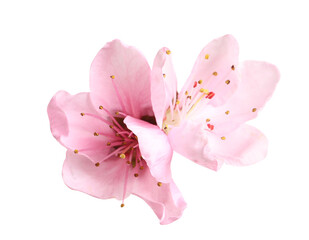 Naklejka premium Beautiful sakura tree flowers on white background