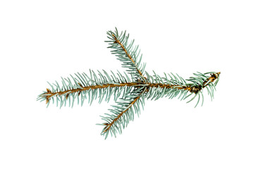 Naklejka na ściany i meble A branch of blue spruce isolated on a white background