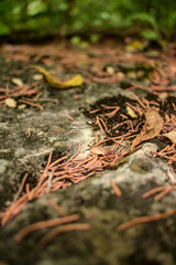 fallen autumn leaves