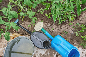 Two watering cans and a bucket of water stand near the bed with seedlings in the garden. Equipment...