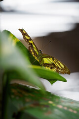 A tropical butterfly sitting on a green leaf.