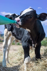 cute little calf  with milk bottle  standing in hay. nursery on a farm