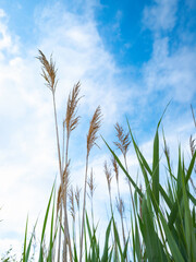 Tall Common Reed with Green Pointed Leaves against Blue Cloudy Sky. Wild Plants in Nature on Cape Cod.