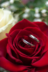 Wedding rings on a red rose 