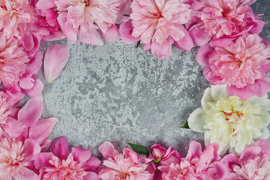 fresh peonies on grey cement background